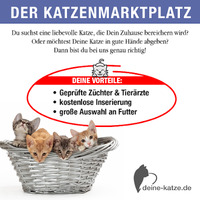 Deine-Katze.de - Rassekatzen, Katzenzüchter und Katzenfutter