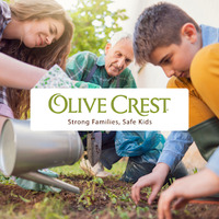 Olive Crest